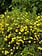 Potentilla Goldfinger