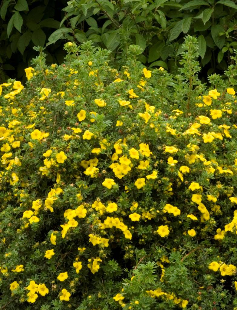 Potentilla Goldfinger