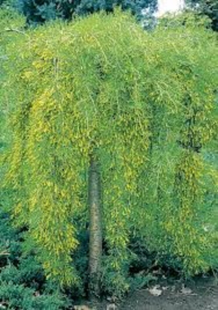 Caragana Walkers Low Graft