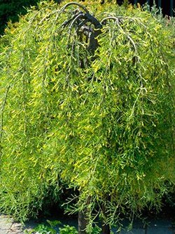 Caragana Walkers Low Graft