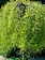 Caragana Walkers Low Graft