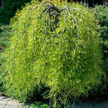 Caragana Walkers Low Graft