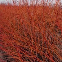 Dogwood Prairie Fire