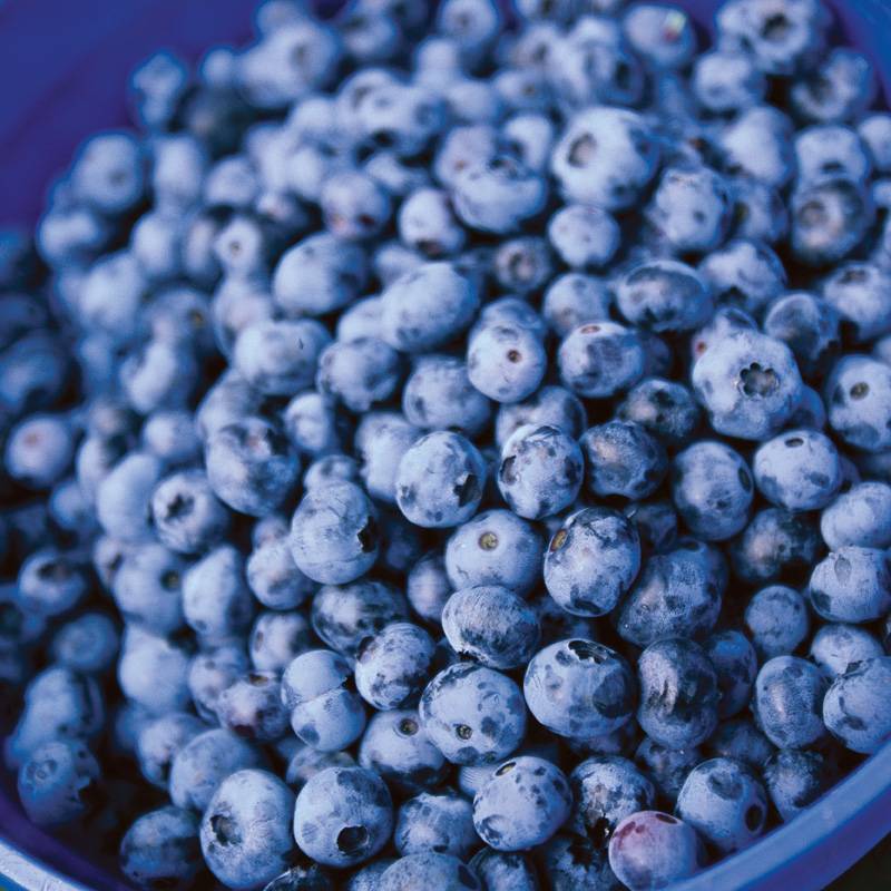 Blueberry Northblue