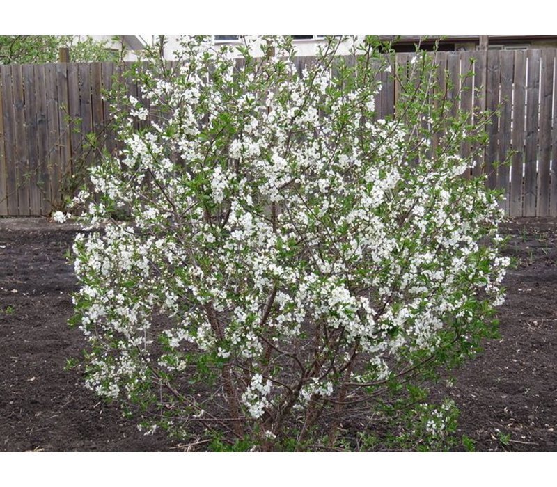 Cherry Crimson Passion Dutch Growers Saskatoon