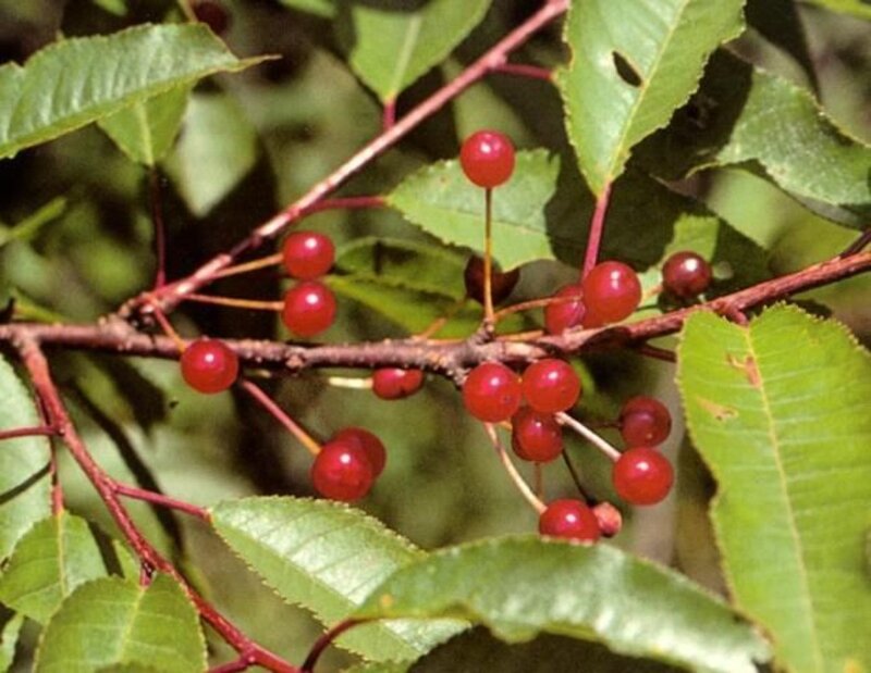 Cherry Pin