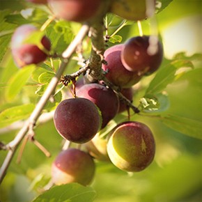 Cherry Plum Opata