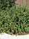 Gooseberry Captivator