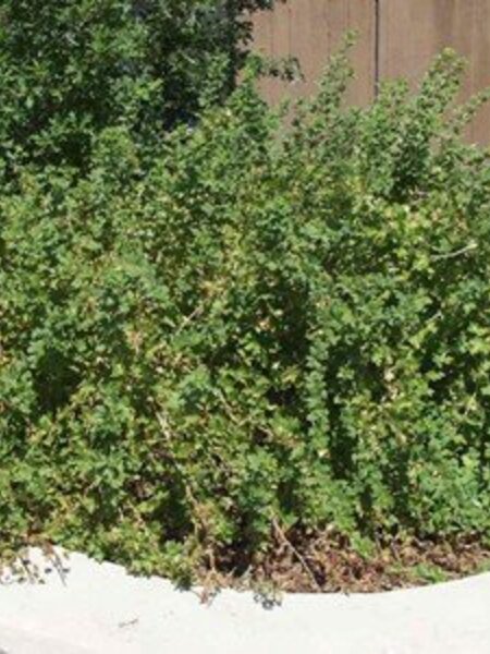 Gooseberry Captivator