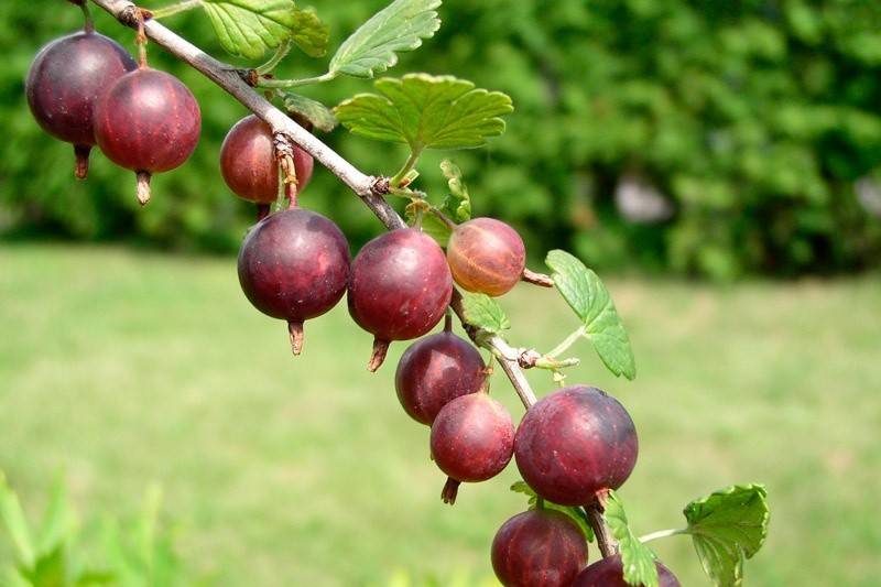 Gooseberry Captivator