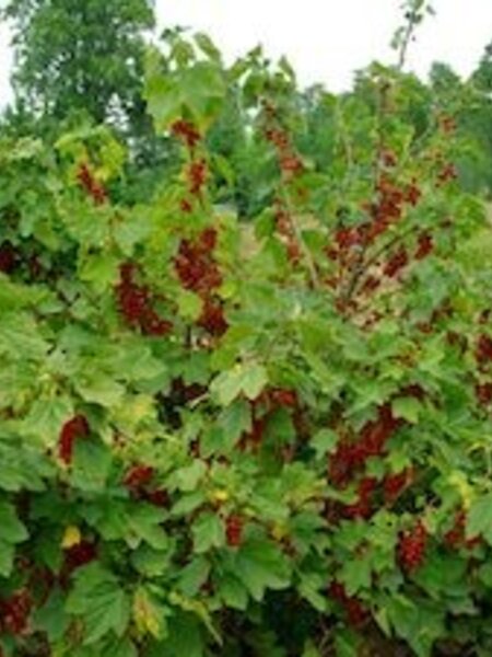 Currant Red