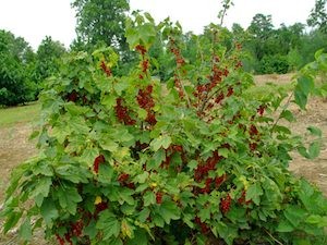 Currant Red Lake
