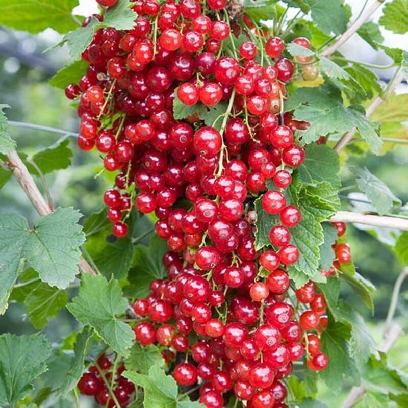 Currant Red