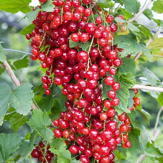 Currant Red Lake