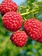 Raspberry Red Bounty