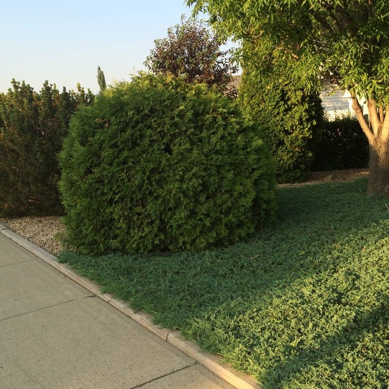 Cedar Woodwardii Globe