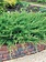 Juniper Blue Danube