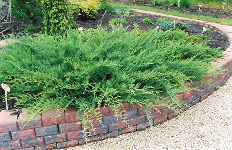 Juniper Blue Danube