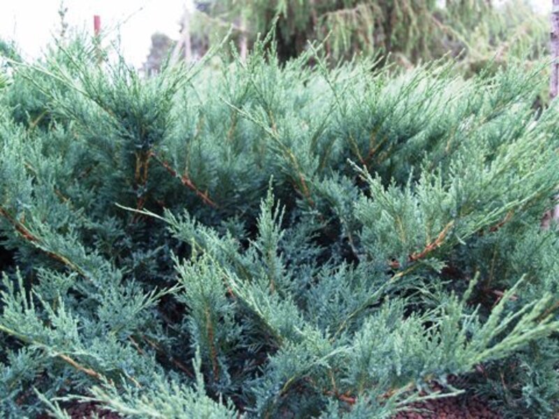 Juniper Blue Danube