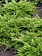 Juniper Buffalo
