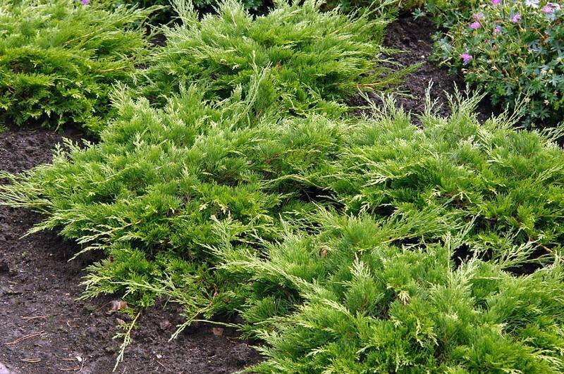 Juniper Buffalo