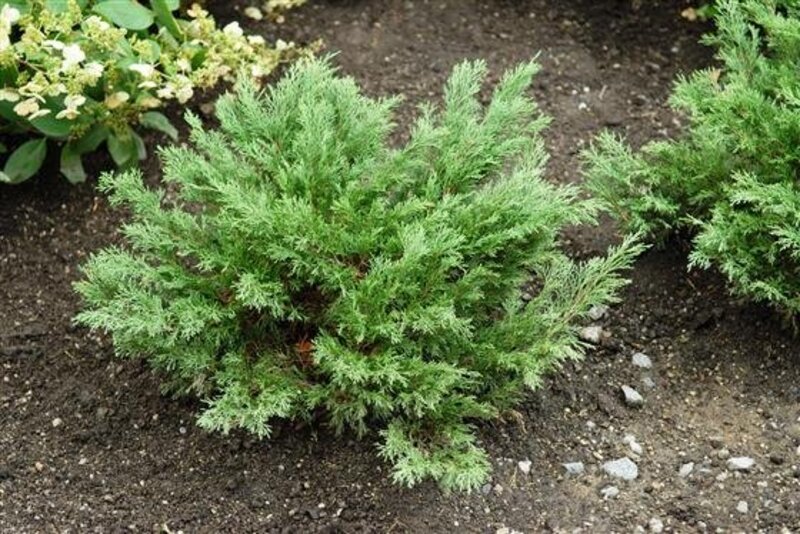 Juniper Buffalo