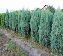 Juniper Blue Arrow by Gallon
