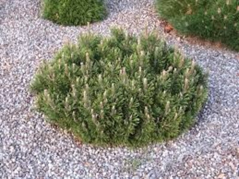 Pine Mugo Slowmound