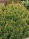 Pine Mugo Slowmound