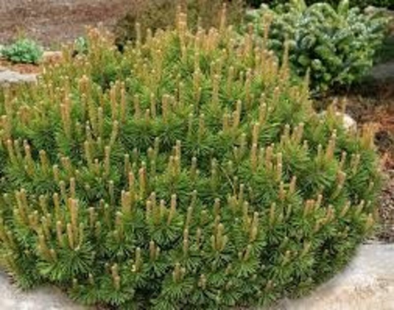 Pine Mugo Slowmound