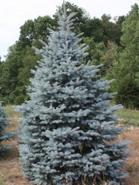 Spruce Baby Blue by Gallon