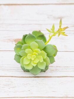 Siamese Lotus Flower