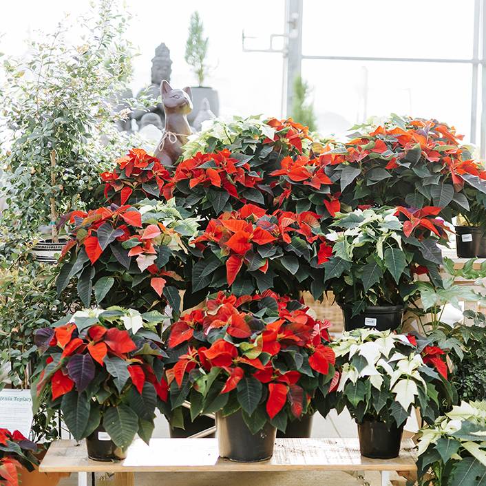 Poinsettias: Holiday & Year-Round Care