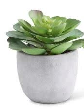 ASST SMALL SUCCULENTS IN CEMENT POT ASST SMALL SUCCULENTS IN CEMENT POT