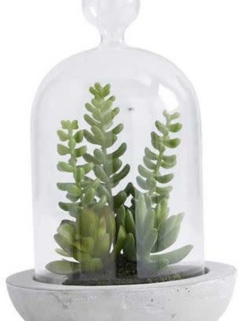 SUCCULENTS IN GLASS DOME W/CEMENT BASE