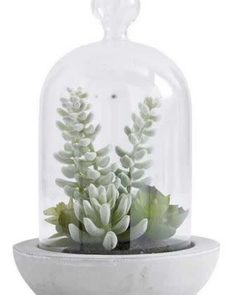 SUCCULENTS IN GLASS DOME W/CEMENT BASE