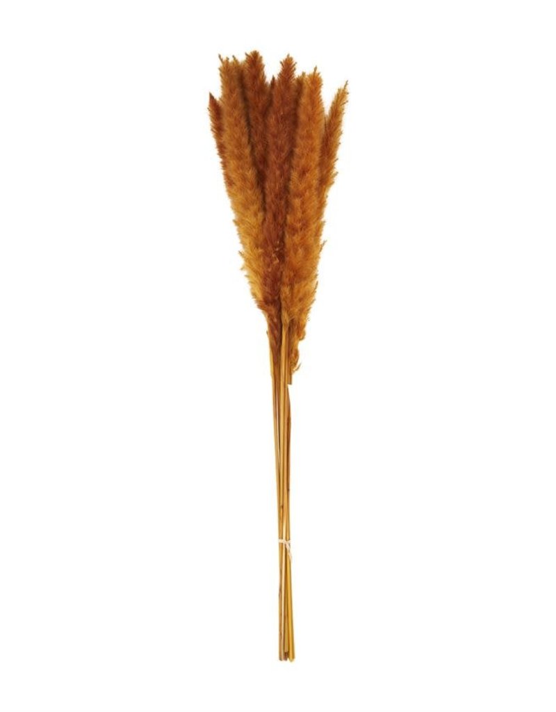 MUD PIE Preserved Pampas Grass