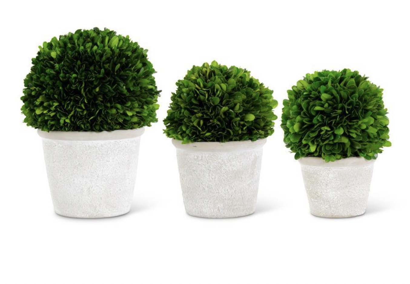PRESERVED BOXWOOD BALLS IN POTS
