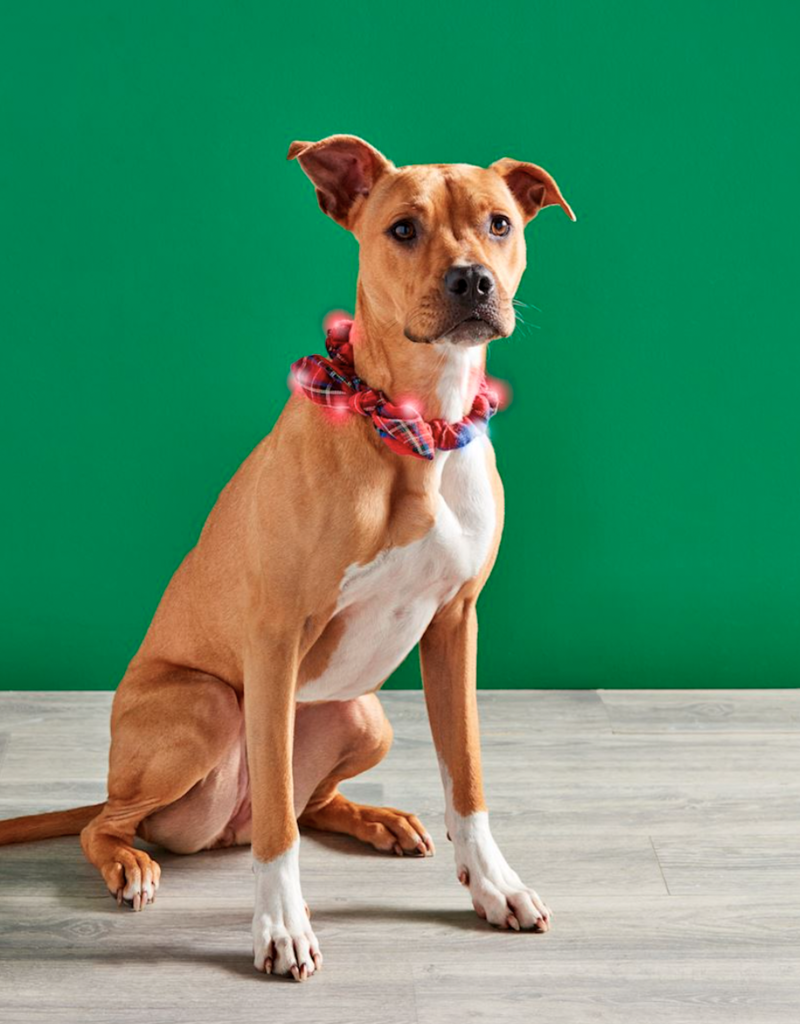 MUD PIE TARTAN LIGHT UP DOG COLLARS