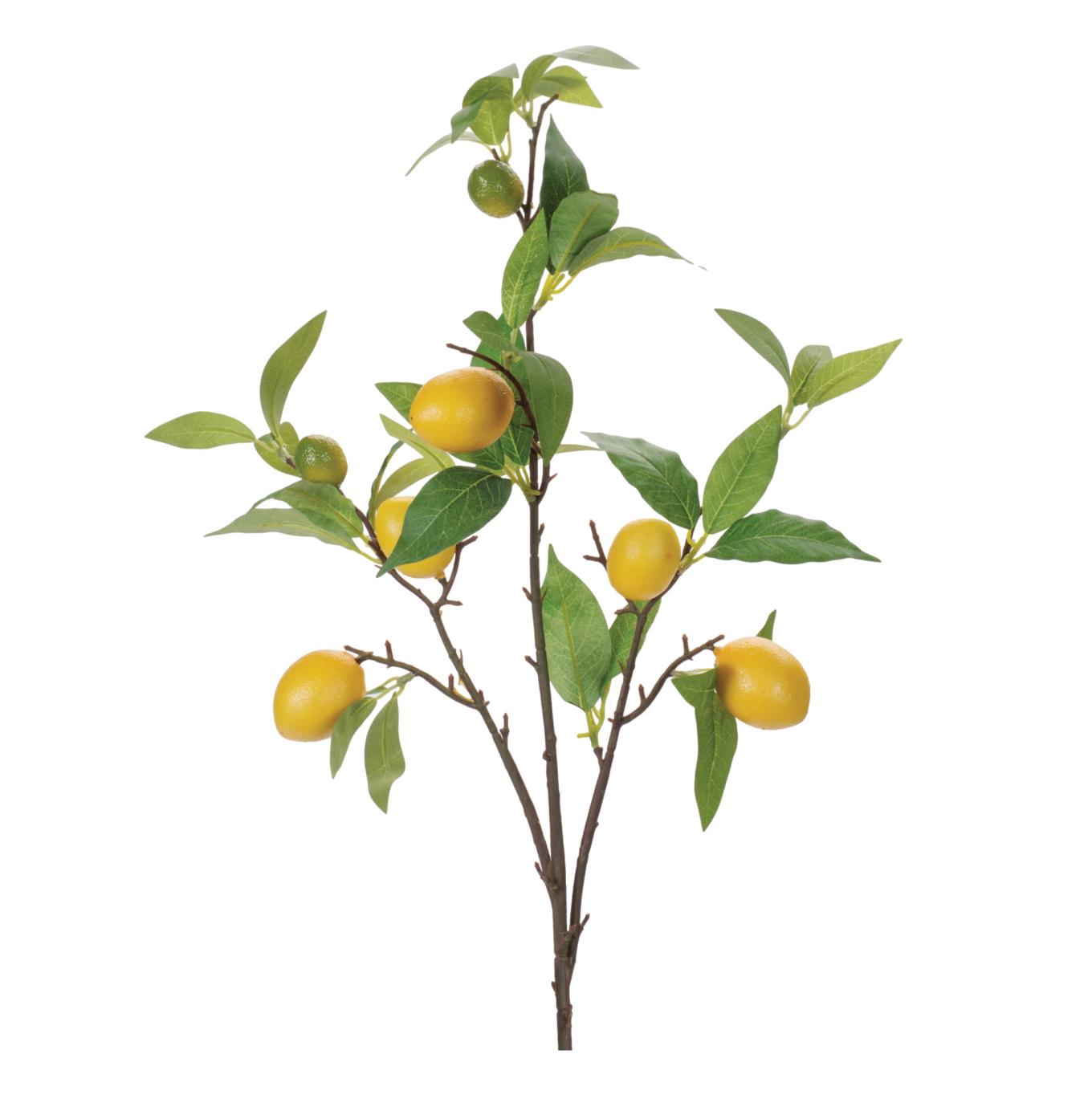 LEMON BRANCH LEMON BRANCH