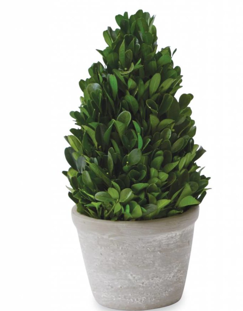 MUD PIE SMALL PRESERVED BOXWOOD TOPIARIES