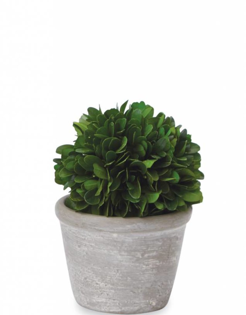 MUD PIE SMALL PRESERVED BOXWOOD TOPIARIES
