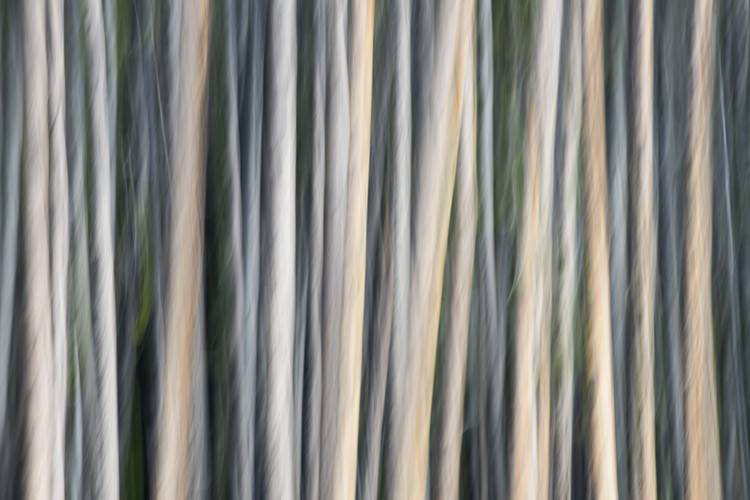Montana Lodge Poles