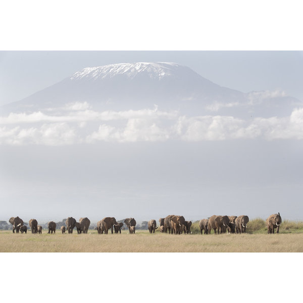 Kenyan Safari 1536
