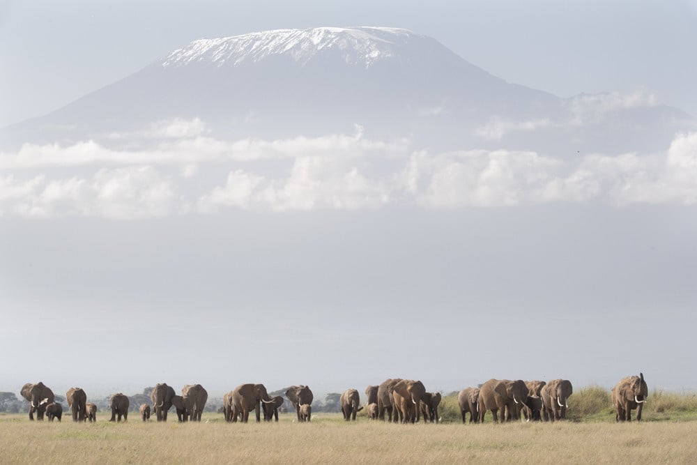 Kenyan Safari 1536