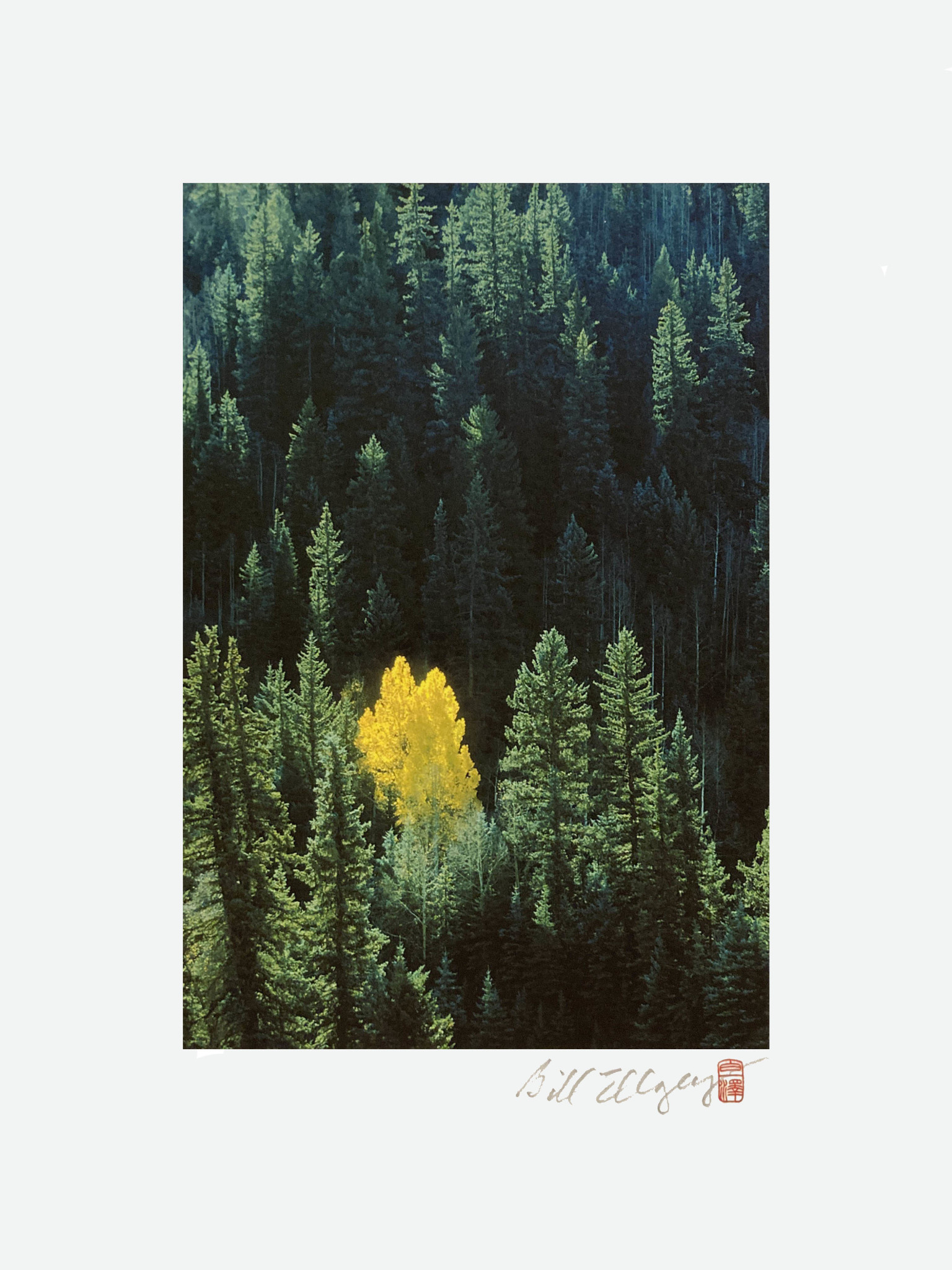 Telluride Series - 70 Lone Aspen, Autumn | 7x5