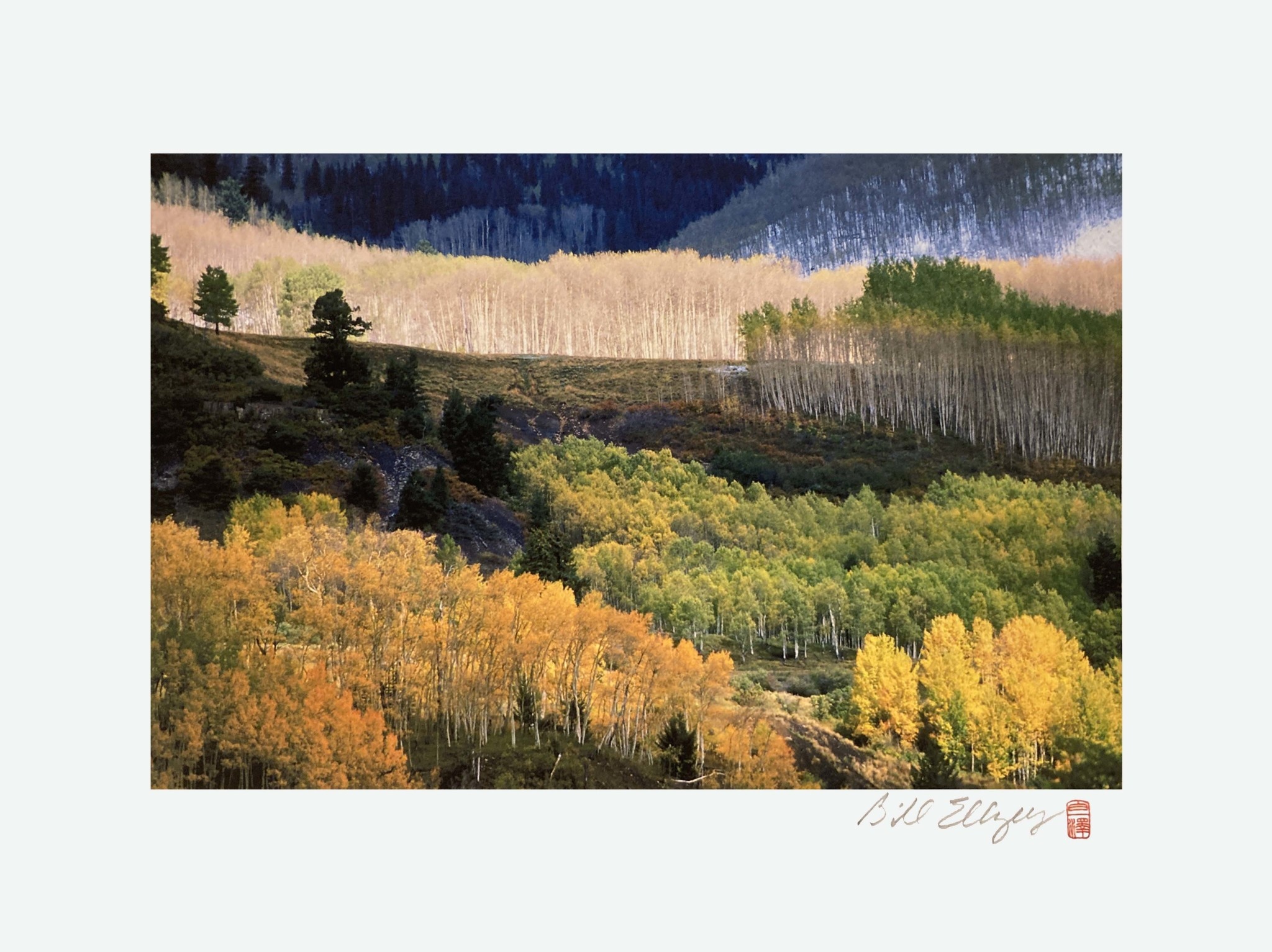 Telluride Series - 77 Aspen Autumn Variety | 5x7