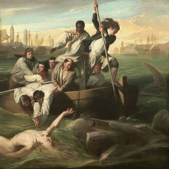 L'homme, un mangeur de requin…