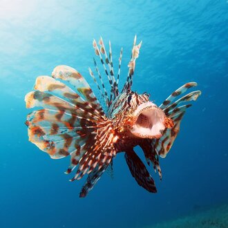 Le Lionfish Apocalypse