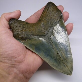 Le légendaire Megalodon